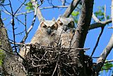 Great Horned Owlborder=